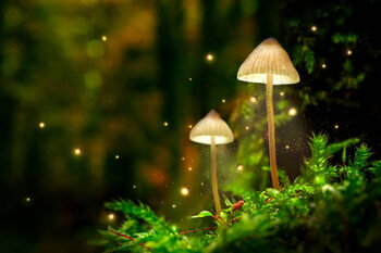 Plakát Glowing mushroom lamps with fireflies in