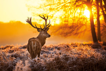 Plakát  Golden Stag