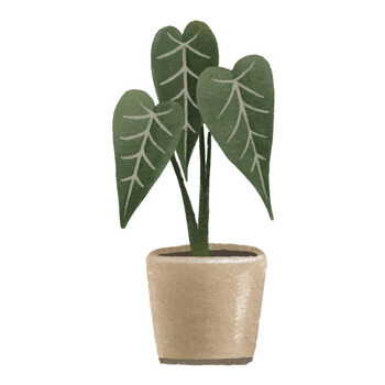 Plakát Green Alocasia. Houseplant in pot. Home