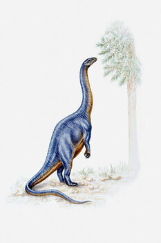 Plakát Illustration of a Plateosaurus reaching for