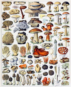 Plakát Illustration of  Mushrooms  c.1923