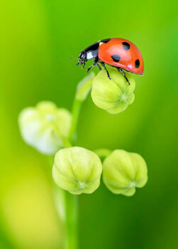 Plakát Ladybird on Lily of the Valley