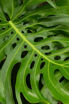 Plakát Monstera Deliciosa