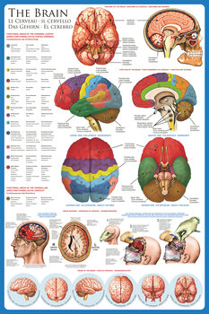 Plakat Mózg - anatomia