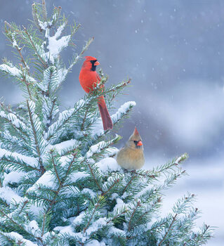 Plakát Northern Cardinals perched in a snow