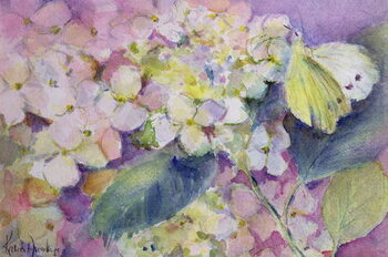 Plakát Pale Clouded Yellow Butterfly, Colias Hyale on Hydrangea