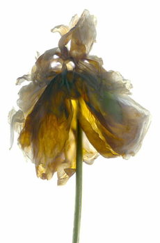 Plakát Peony Stand White