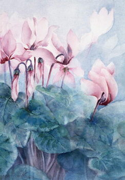 Plakát Pink Cyclamen Pseudibericum