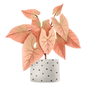 Plakát Pink syngonium, houseplant in pot. Home