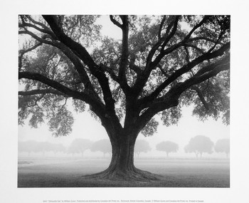 Druk artystyczny Silhouette Oak