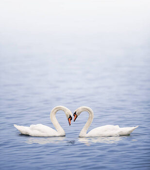 Plakát Swans on a lake happily in love
