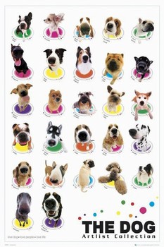 Plakat The dog - compilation