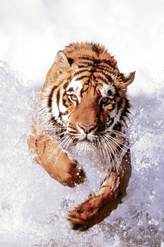 Plakát Tiger Running Through Water