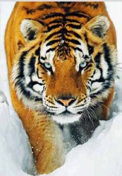 Tiger - snow 3D Plakat 3D Oprawiony