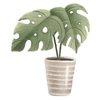 Plakát Tropical Monstera, Houseplant in pot. Home