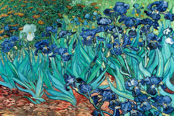 Plakát Vincent van Gogh - Les Irises