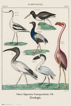 Plakát Vintage Birds