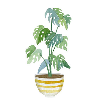 Plakát Watercolor green floral house plants illustration.Hand