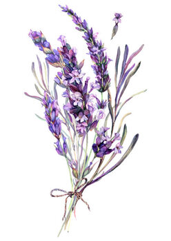 Plakát Watercolor Illustration of Lavender Bouquet