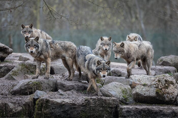 Plakat XXL Wolf - Grey Wolves