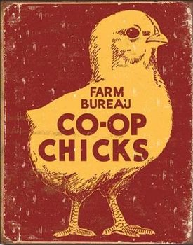 Plechová ceduľa  CO-OP CHICKS