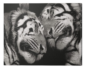 Obraz na płótnie Marina Cano - Sleeping Tigers