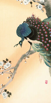 Obraz na płótnie Ohara Koson - Peacock on a Cherry Blossom Tree