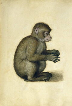Obraz na płótnie A Monkey