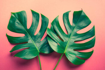 Obraz na płótnie Beautiful monstera leaves  on colorful