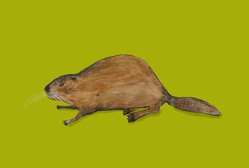 Obraz na płótnie Beaver