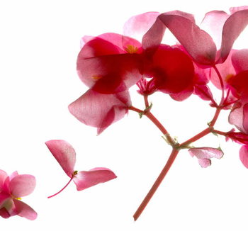 Obraz na płótnie Begonia Pink VII