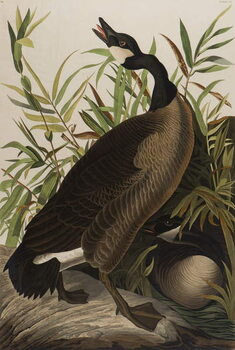 Obraz na płótnie Canada Goose, 1827-1838