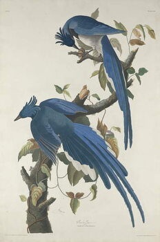 Obraz na płótnie Columbia Jay, 1830