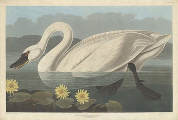 Obraz na płótnie Common American Swan, 1838