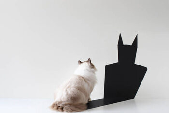 Obraz na płótnie Conceptual ragdoll cat looking at bat shadow