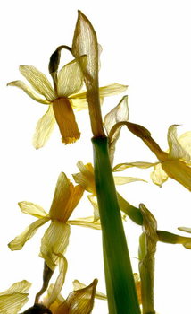 Obraz na płótnie Daffodil Stand