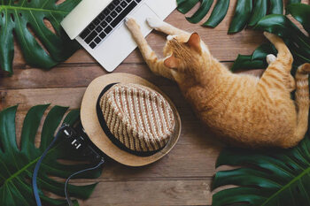 Obraz na płótnie Domestic ginger cat acts as human