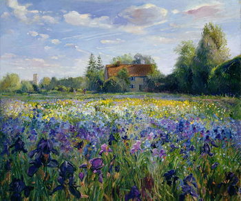 Obraz na płótnie Evening at the Iris Field