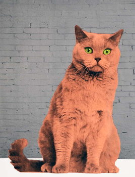 Obraz na płótnie Everybody wants to be a cat, 2017,