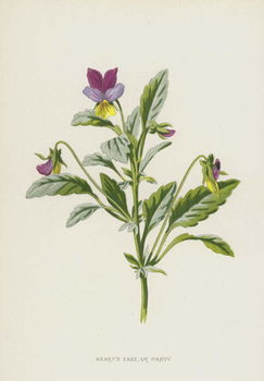 Obraz na płótnie Heart's Ease, or Pansy