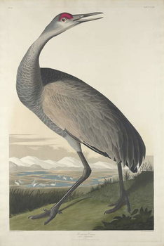 Obraz na płótnie Hooping Crane, 1835