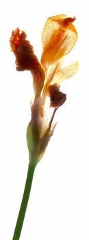 Obraz na płótnie Iris Yellow, 2011,