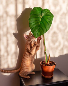 Obraz na płótnie Kitten and indoor plant philodendron