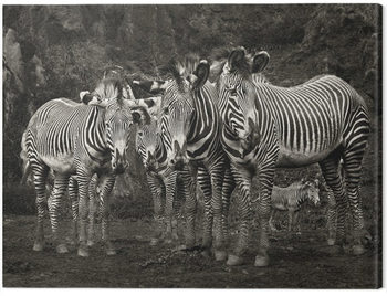 Obraz na płótnie Marina Cano - Zebras