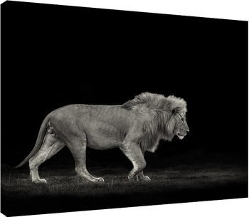 Mario Moreno - Majestic Obraz na płótnie