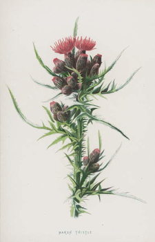 Obraz na płótnie Marsh Thistle