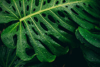 Obraz na płótnie Monstera deliciosa Plant