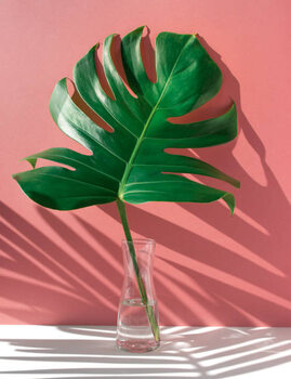 Obraz na płótnie Monstera leaves in glass jug with