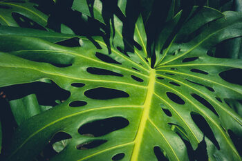 Obraz na płótnie Monstera Philodendron leaves - tropical forest