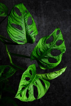 Obraz na płótnie Montstera monkey leaf